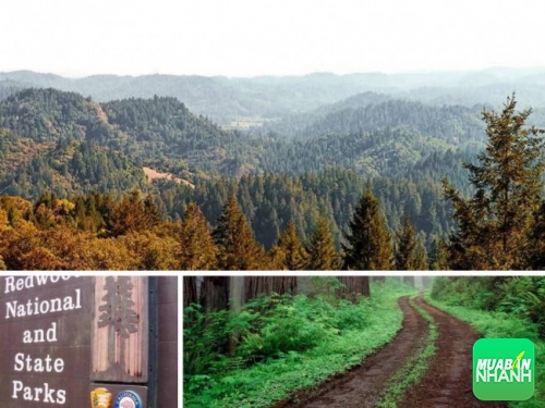 Vườn quốc gia Redwood